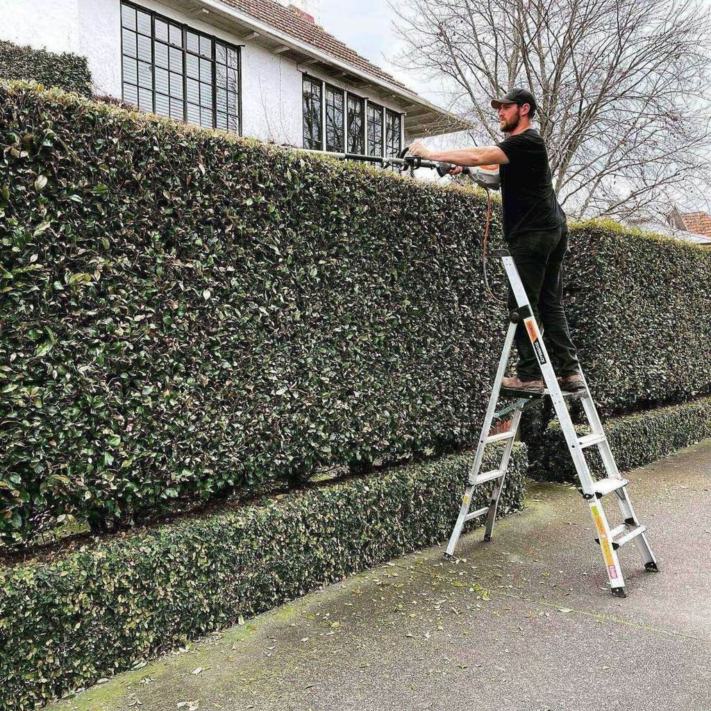 Tree and hedge work, central Auckland